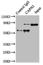 Calpain 2 Antibody in Western Blot (WB)