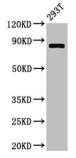 Calpain 2 Antibody in Western Blot (WB)