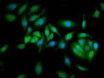 Calpastatin Antibody in Immunocytochemistry (ICC/IF)