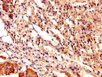 Calpastatin Antibody in Immunohistochemistry (Paraffin) (IHC (P))