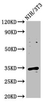 Cyclin D2 Antibody in Western Blot (WB)