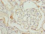 TCP-1 beta Antibody in Immunohistochemistry (Paraffin) (IHC (P))