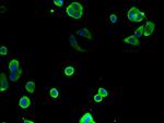 TCP-1 theta Antibody in Immunocytochemistry (ICC/IF)