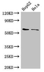 CDT1 Antibody in Western Blot (WB)