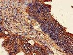 ODC1 Antibody in Immunohistochemistry (Paraffin) (IHC (P))