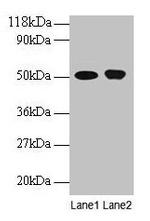 ODC1 Antibody in Western Blot (WB)