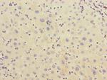 CHRNE Antibody in Immunohistochemistry (Paraffin) (IHC (P))