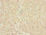 CHRNE Antibody in Immunohistochemistry (Paraffin) (IHC (P))