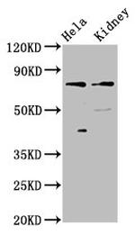 CLCNKB Antibody in Western Blot (WB)