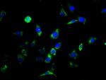 CNTFR Antibody in Immunocytochemistry (ICC/IF)