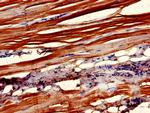 CNTFR Antibody in Immunohistochemistry (Paraffin) (IHC (P))