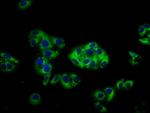 CPNE3 Antibody in Immunocytochemistry (ICC/IF)