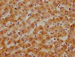 CPNE3 Antibody in Immunohistochemistry (Paraffin) (IHC (P))