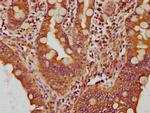 CPNE3 Antibody in Immunohistochemistry (Paraffin) (IHC (P))