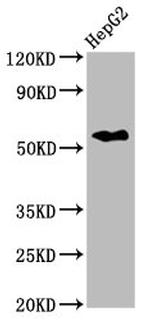 CPNE3 Antibody in Western Blot (WB)