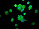 CPOX Antibody in Immunocytochemistry (ICC/IF)