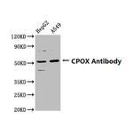 CPOX Antibody in Western Blot (WB)