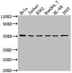 CSK Antibody in Western Blot (WB)