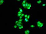 CK1 delta Antibody in Immunocytochemistry (ICC/IF)