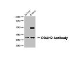 DDAH2 Antibody in Western Blot (WB)