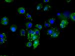 DLL4 Antibody in Immunocytochemistry (ICC/IF)