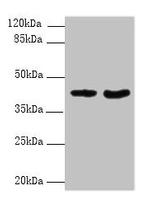 DMKN Antibody in Western Blot (WB)