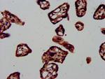 HDJ2 Antibody in Immunohistochemistry (Paraffin) (IHC (P))