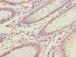 DNAJA2 Antibody in Immunohistochemistry (Paraffin) (IHC (P))