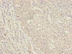 DNAJA2 Antibody in Immunohistochemistry (Paraffin) (IHC (P))