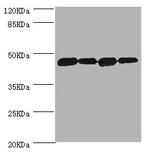 DNAJA2 Antibody in Western Blot (WB)