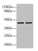 B4GALT3 Antibody in Western Blot (WB)