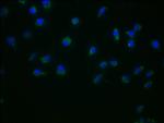 DUOX2 Antibody in Immunocytochemistry (ICC/IF)