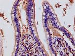 DUOX2 Antibody in Immunohistochemistry (Paraffin) (IHC (P))