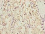 DYNC1I1 Antibody in Immunohistochemistry (Paraffin) (IHC (P))