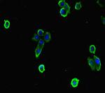 EFCAB7 Antibody in Immunocytochemistry (ICC/IF)