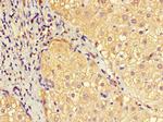 EFCAB7 Antibody in Immunohistochemistry (Paraffin) (IHC (P))