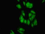 ELAVL2 Antibody in Immunocytochemistry (ICC/IF)