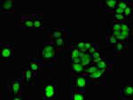 ELAVL2 Antibody in Immunocytochemistry (ICC/IF)