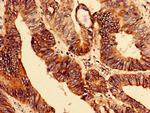 ELAVL2 Antibody in Immunohistochemistry (Paraffin) (IHC (P))