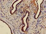 EPHX1 Antibody in Immunohistochemistry (Paraffin) (IHC (P))