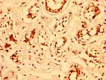 ESRP2 Antibody in Immunohistochemistry (Paraffin) (IHC (P))