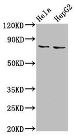 ESRP2 Antibody in Western Blot (WB)