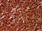 ETV5 Antibody in Immunohistochemistry (Paraffin) (IHC (P))