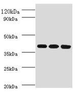 FCGRT Antibody in Western Blot (WB)