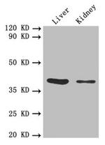 FCGRT Antibody in Western Blot (WB)