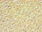 FDFT1 Antibody in Immunohistochemistry (Paraffin) (IHC (P))