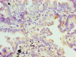 FDFT1 Antibody in Immunohistochemistry (Paraffin) (IHC (P))