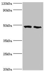 FDFT1 Antibody in Western Blot (WB)