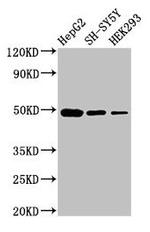 FDFT1 Antibody in Western Blot (WB)