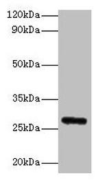 FGF23 Antibody in Western Blot (WB)